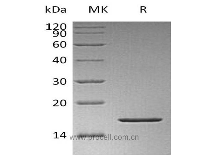 Procell-FGF-2/ bFGF/ FGF-b (K128N), Human, Recombinant