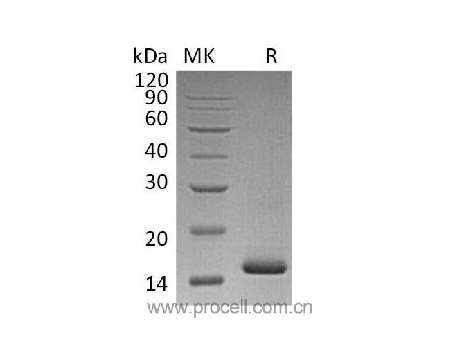 Procell-VEGF-A/ VEGF121, Human, Recombinant
