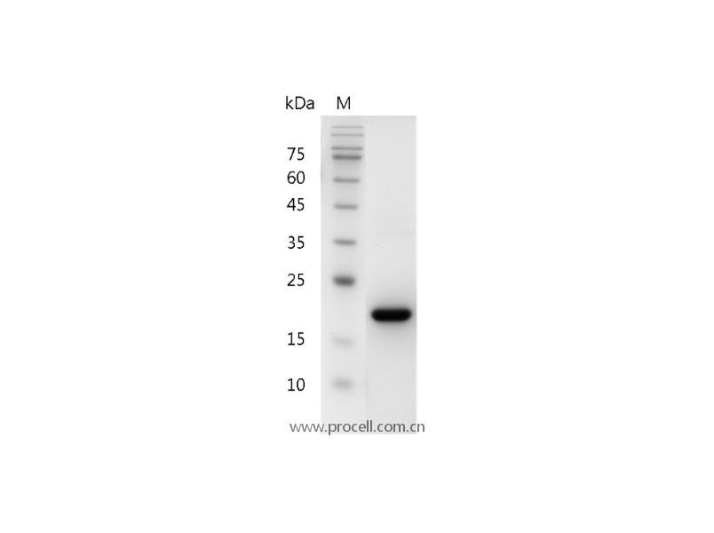 SCF/c-Kit/KIT ligand, Human, Recombinant