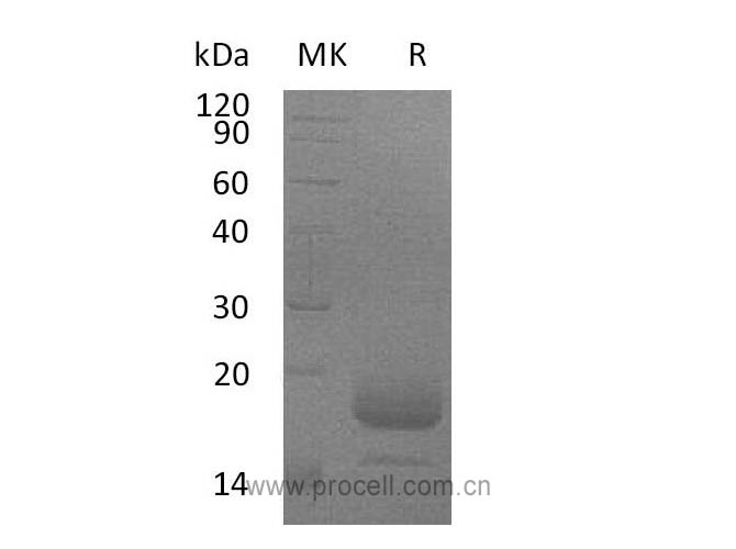 IL-4/ BSF-1 (C-6His), Mouse, Recombinant