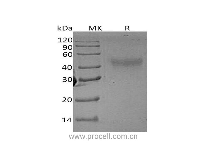 Procell-M-CSF/ CSF1, Rat, Recombinant