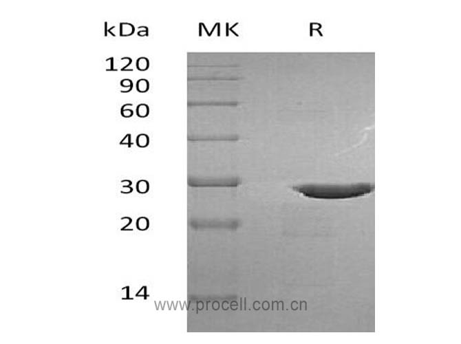 Procell-pro-BDNF/ BDNF, Human, Recombinant