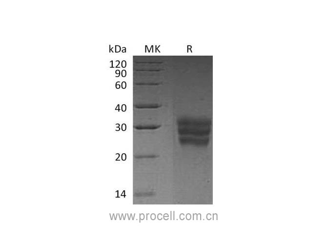 Procell-Flt-3L/ Flt3LG (C-6His), Human, Recombinant