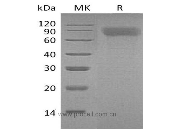 Procell-TPO/ THPO (N-6His), Mouse, Recombinant