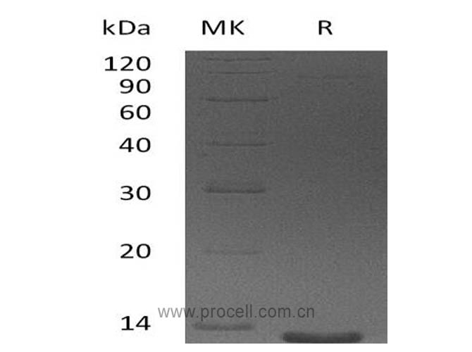 Procell-Eotaxin-3/ CCL26 (24-94), Human, Recombinant