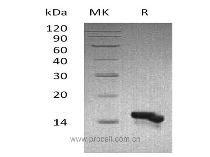 Procell-MEC/ CCL28, Human, Recombinant