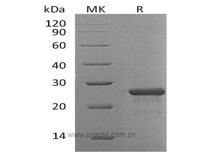 Procell-FGF-19 (N-6His), Human, Recombinant