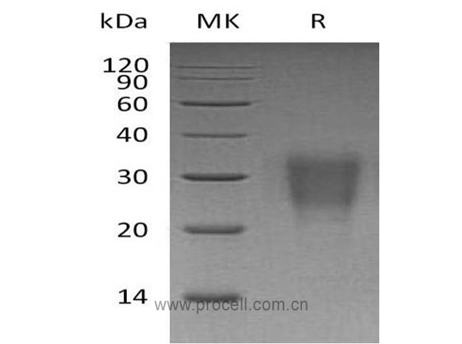 Procell-IL-22 (C-6His), Human, Recombinant