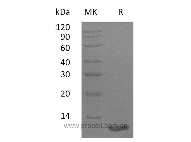 Procell-LR3-IGF-1/ IGF1/ IBP1 (MG), Human, Recombinant