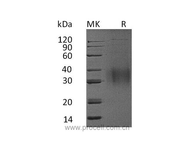 Procell-IL-9, Mouse, Recombinant