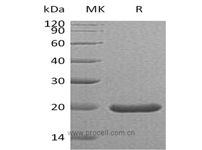 Procell-SHH (C25II), Mouse, Recombinant