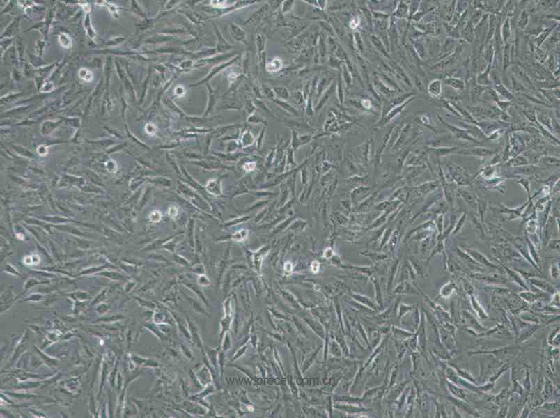 CRFK (猫肾细胞) (种属鉴定正确)