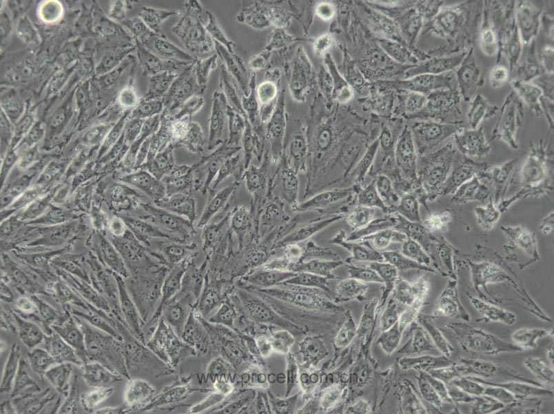 IBRS-2 [IB-RS-2](猪肾细胞) - 武汉普诺赛