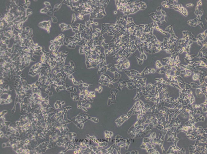 MLTC-1 (小鼠睾丸间质细胞瘤细胞) (STR鉴定正确)