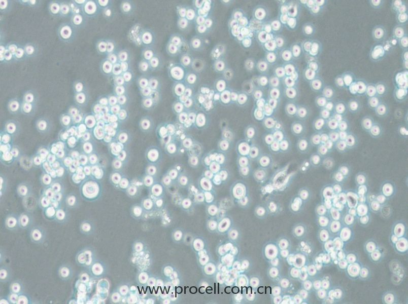 COLO 201 (人结直肠腺癌细胞) (STR鉴定正确）