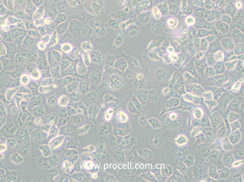 NCI-H661 (人大细胞肺癌细胞) (STR鉴定正确)