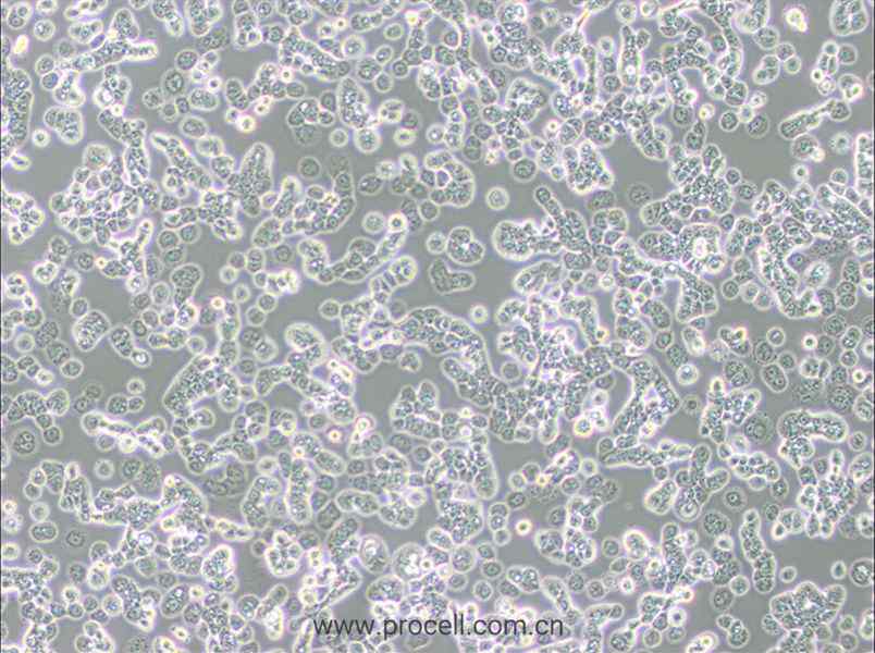 NCI-H2087 [H2087] (人非小细胞肺腺癌细胞) (STR鉴定正确)