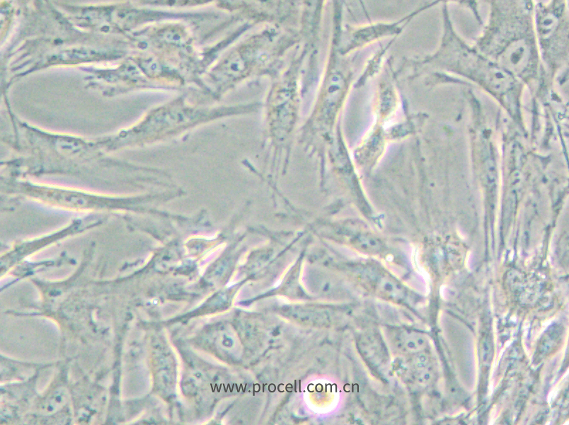 NCI-H2452 [H2452] (人间皮瘤细胞) (STR鉴定正确)