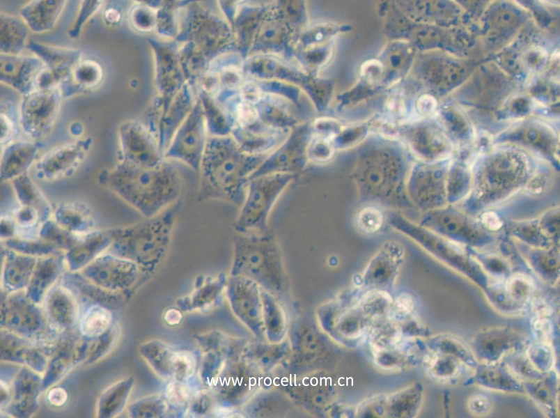 NCI-H446 [H446] (人小细胞肺癌细胞) (STR鉴定正确)