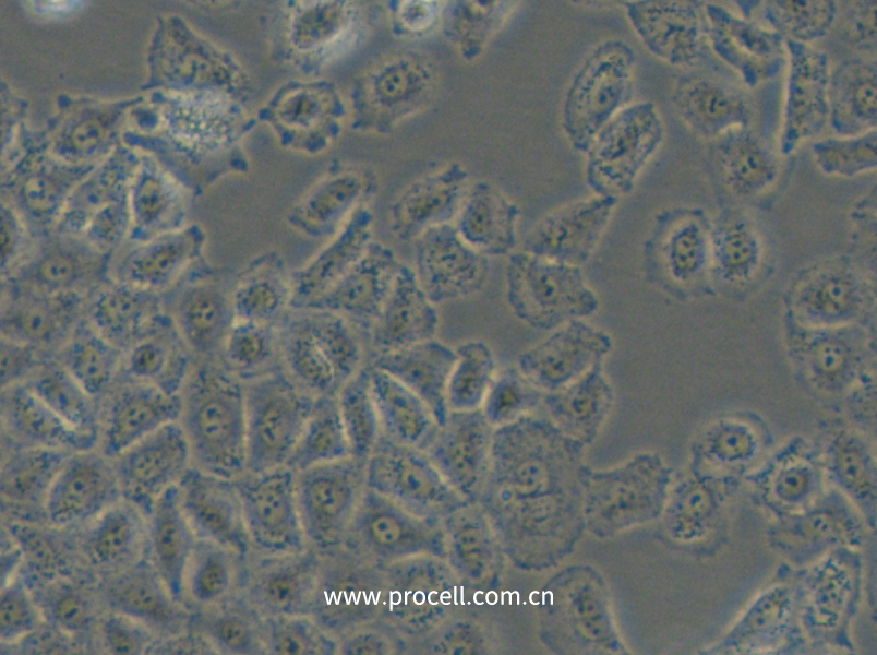 NCI-H838 (人非小细胞肺癌细胞) (STR鉴定正确)