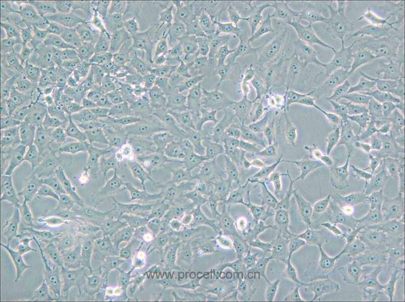 Mv.1.Lu [NBL-7; Mv1Lu] (貂肺上皮细胞) (种属鉴定正确)