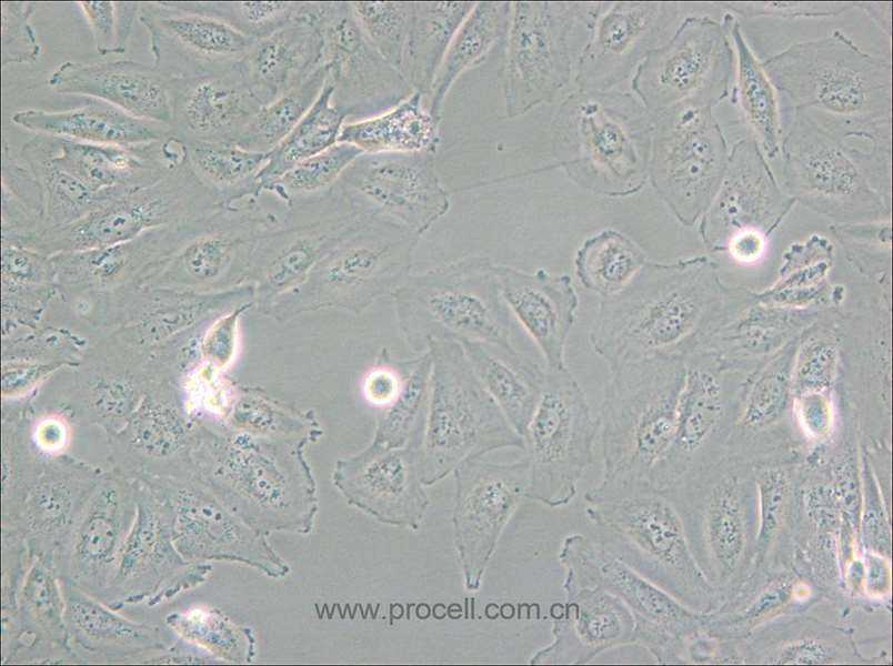 Daoy (人髓母细胞瘤细胞) (STR鉴定正确)
