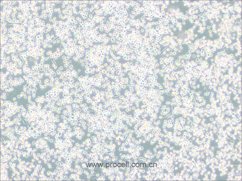 M-07e (人巨细胞白血病细胞) (STR鉴定正确)