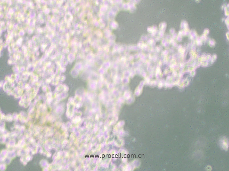 DU4475 (人乳腺上皮细胞) (STR鉴定正确)