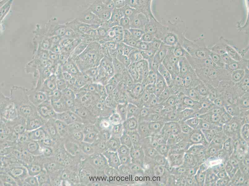 MCF-12A (人乳腺上皮细胞) (STR鉴定正确)