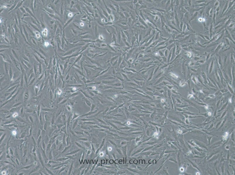 THLE-2 (人肝永生化细胞) (STR鉴定正确)