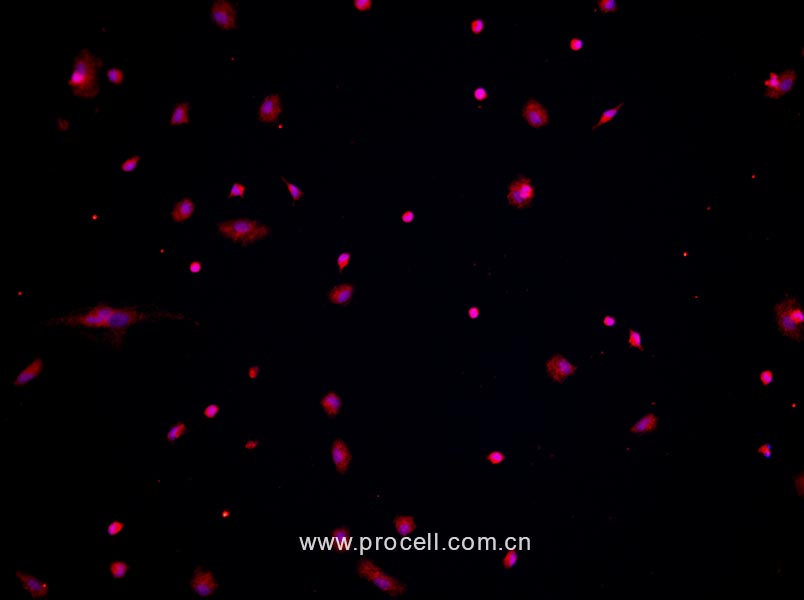 小鼠腹腔巨噬细胞