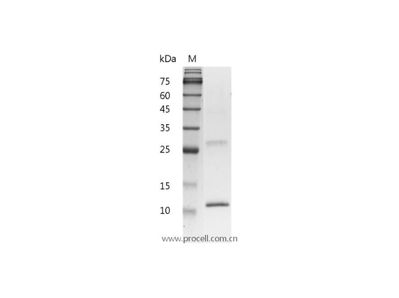 IL-4/BSF-1, Mouse, Recombinant