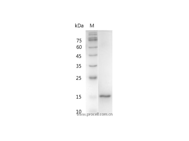 IL-1α/IL1F1, Human, Recombinant