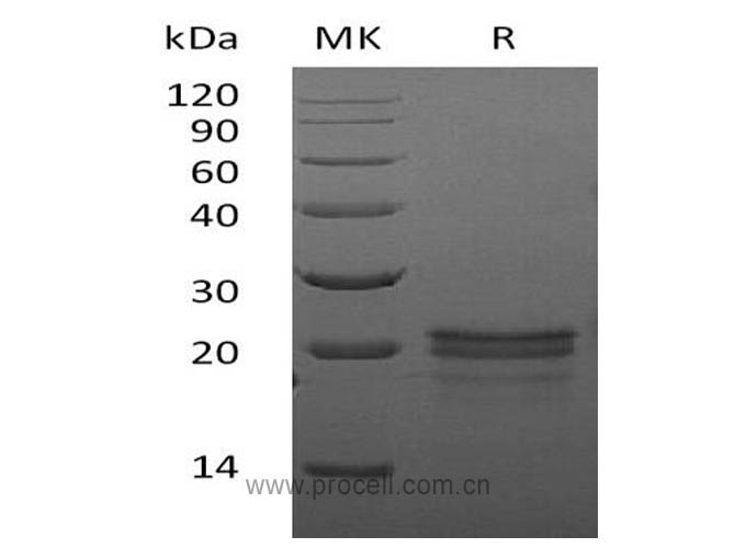 VEGF-A/ VEGF164, Mouse, Recombinant