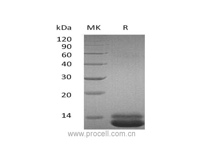 GRO-α/ CXCL1 (C-6His), Human, Recombinant