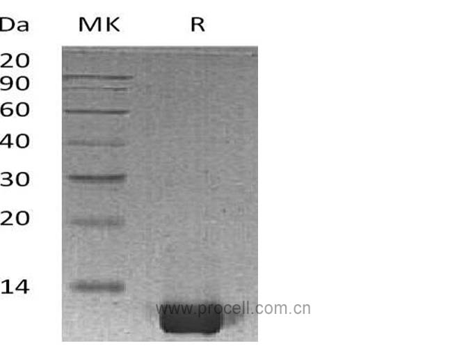 IL-8/ CXCL8 (Ala23-Ser99), Human, Recombinant