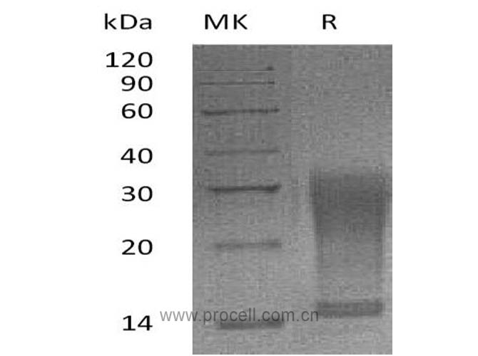 IL-13 (Ser26-Phe131, C-6His), Mouse, Recombinant