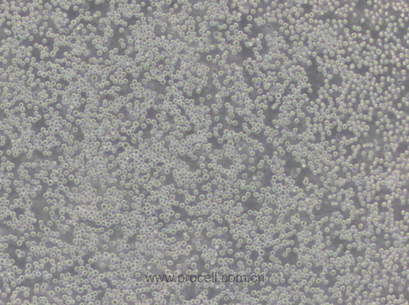 U-937 (人组织细胞淋巴瘤细胞) (STR鉴定正确)