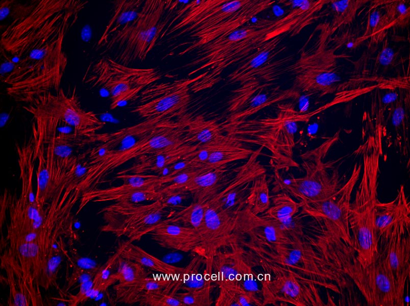 大鼠子宫平滑肌细胞