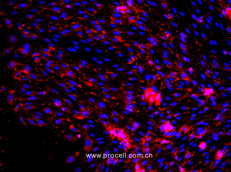 大鼠心脏微血管内皮细胞