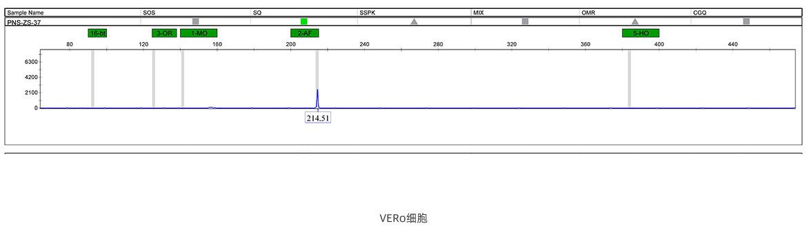 VERo细胞STR鉴定图谱