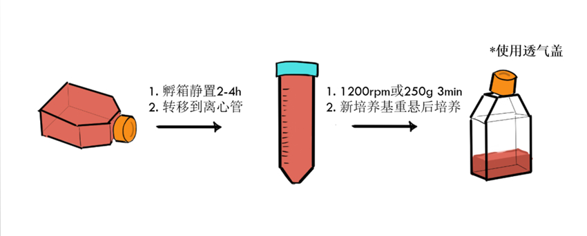 常温THP-1细胞，收货处理示意图
