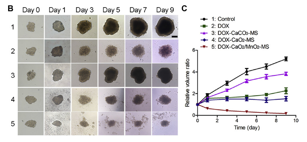 DOX- CaO2/MnO2 -MS纳米药物对SKOV3细胞MCTS模型的生长抑制作用