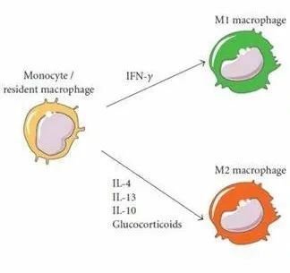 巨噬细胞分化为M1和M2