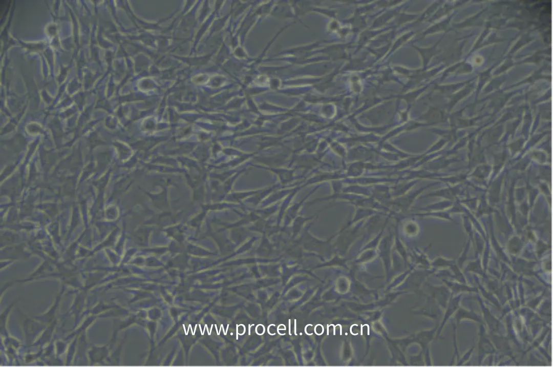 大鼠骨髓间充质干细胞.jpg