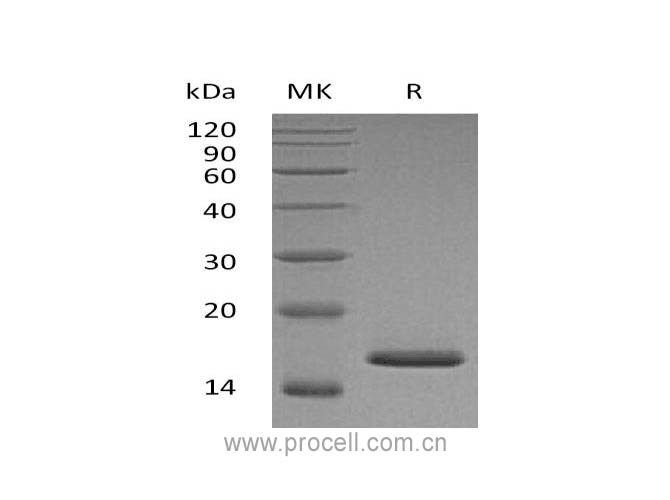 Procell-FGF-1/ FGFa/ FGF-acidic (Phe16-Asp155), Mouse, Recombinant