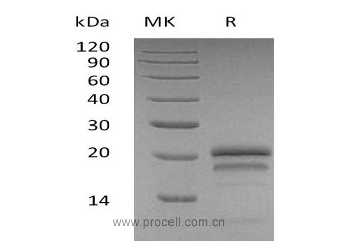 Procell-VEGF-A/ VEGF165, Human, Recombinant