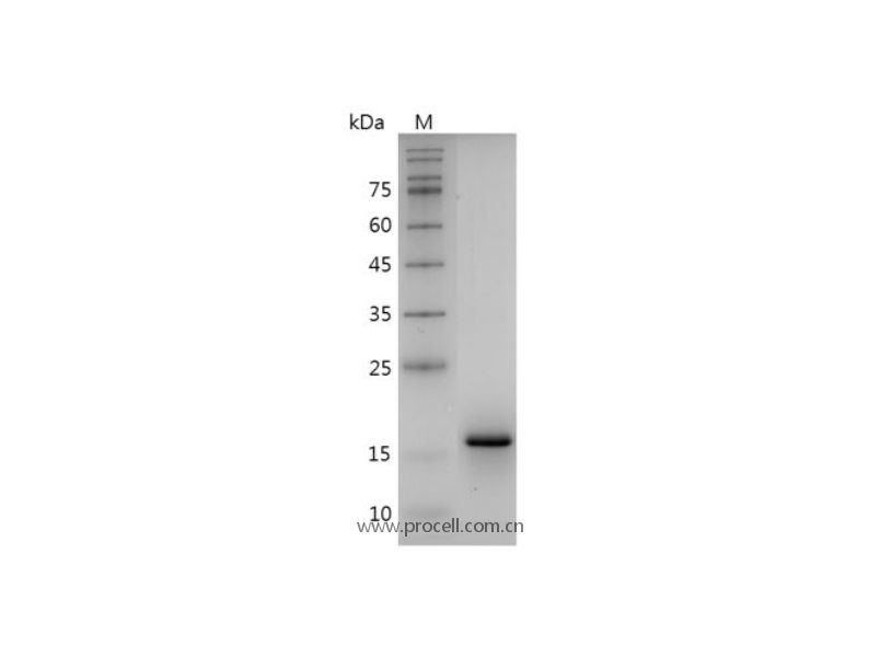 IL-1α/ IL1F1, Mouse, Recombinant