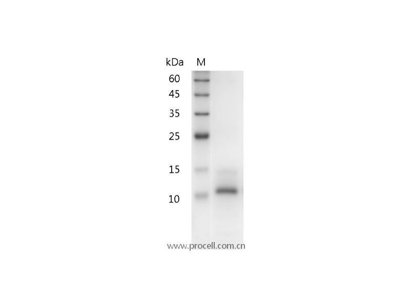 Procell-IL-15, Human, Recombinant