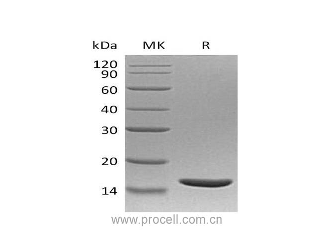 Procell-TNF-β/ TNFB/ TNFSF1, Human, Recombinant